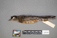 Turdus migratorius image