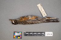 Turdus migratorius image