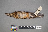 Turdus migratorius image