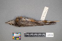 Turdus migratorius image