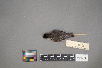 Poecile atricapillus image