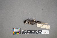 Poecile atricapillus image