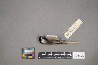 Poecile atricapillus image