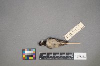 Poecile atricapillus image