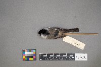 Poecile atricapillus image