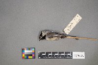 Poecile atricapillus image