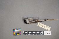 Poecile atricapillus image