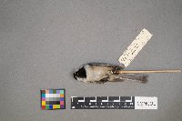 Poecile atricapillus image