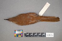 Toxostoma rufum image