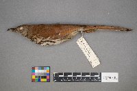 Toxostoma rufum image