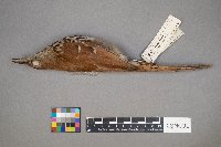 Toxostoma rufum image