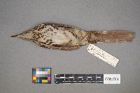 Toxostoma rufum image