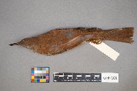 Toxostoma rufum image