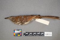 Toxostoma rufum image