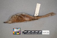 Toxostoma rufum image