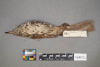 Toxostoma rufum image