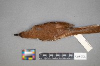 Toxostoma rufum image