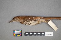 Toxostoma rufum image