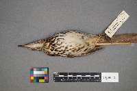 Toxostoma rufum image