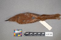 Toxostoma rufum image