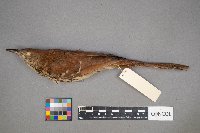 Toxostoma rufum image