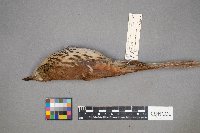 Toxostoma rufum image