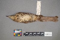 Toxostoma rufum image