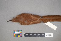 Toxostoma rufum image