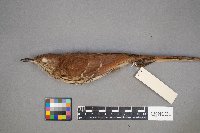 Toxostoma rufum image