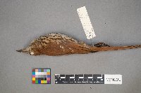 Toxostoma rufum image