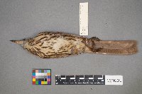 Toxostoma rufum image