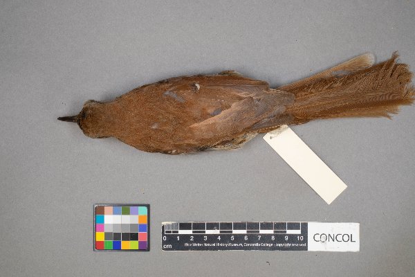 Toxostoma rufum image