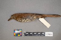 Toxostoma rufum image