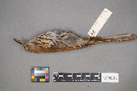 Toxostoma rufum image