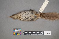 Toxostoma rufum image