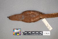 Toxostoma rufum image