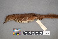 Toxostoma rufum image