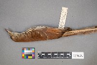 Toxostoma rufum image