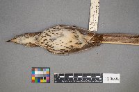 Toxostoma rufum image