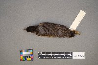 Turdus migratorius image