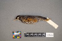 Turdus migratorius image