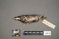 Turdus migratorius image