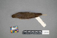 Catharus ustulatus image