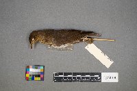 Catharus ustulatus image