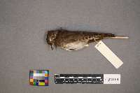 Catharus ustulatus image