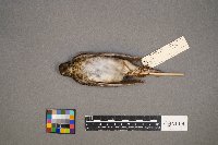 Catharus ustulatus image