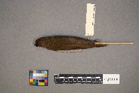 Catharus ustulatus image