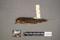 Catharus ustulatus image