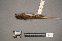 Catharus ustulatus image