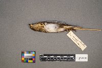 Catharus ustulatus image